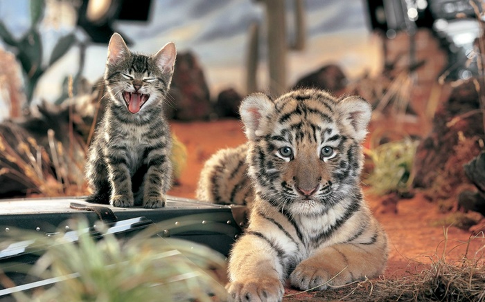 Kitten and tiger cub in a naturalistic setting