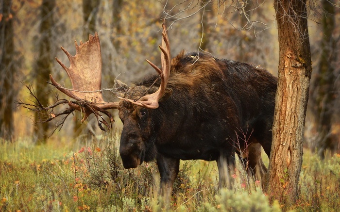 A large moose with impressive antlers stands in a forest