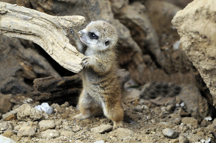 Baby meerkat holding onto a log