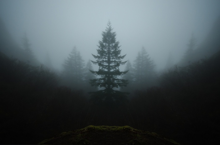 Symmetrical trees in misty forest landscape