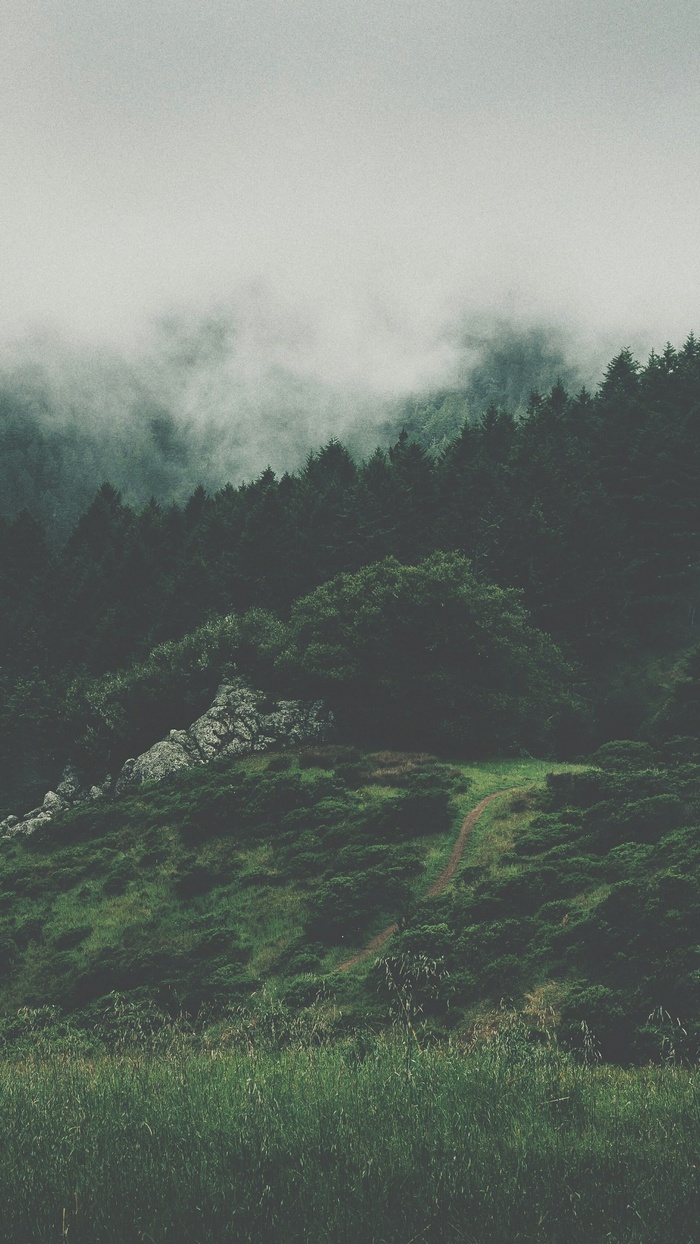 Misty mountains and forest landscape