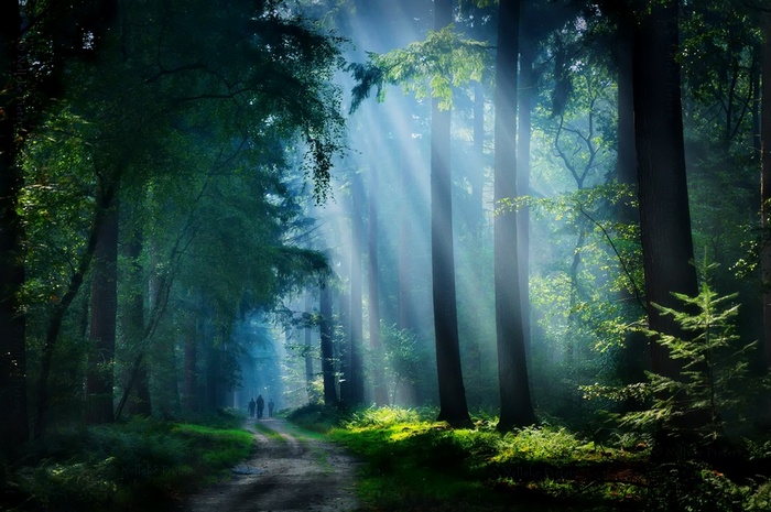 Shrubs Mist Forest Dirt Road Sunbeams Walking Path Nature Landscape Trees