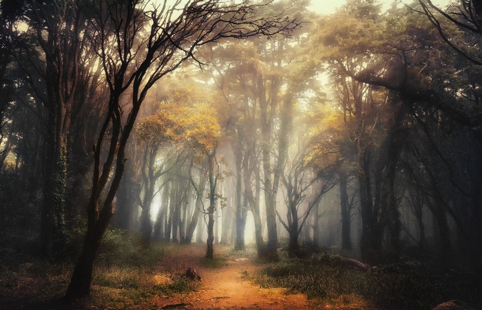 Misty forest path with sunlight filtering through trees in Portugal
