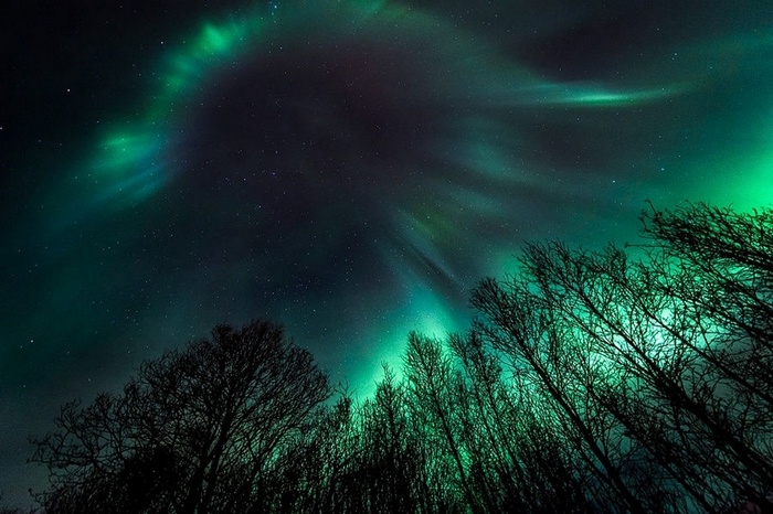 Aurora Borealis over silhouetted trees at night