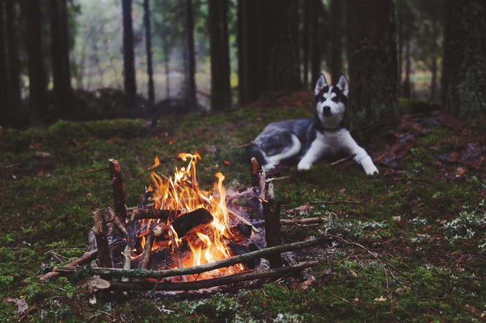Siberian Husky by a campfire in a forest