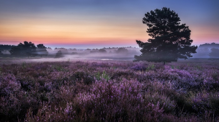 Heather field and trees at sunrise with fog