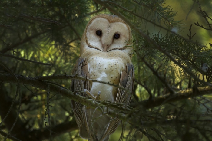 birds, animals, owl, forest