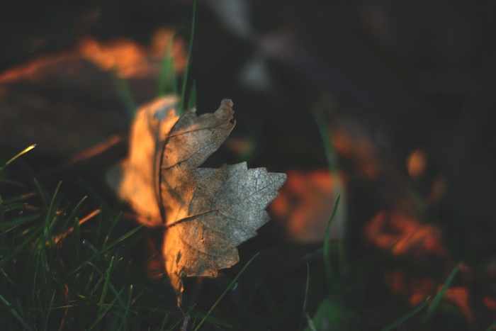 Close-up of a dry leaf on grass with bokeh background