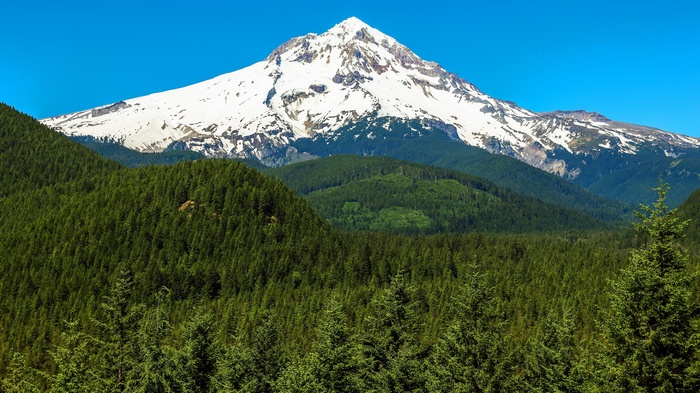 Snow-capped Mount Hood and evergreen forest under blue sky