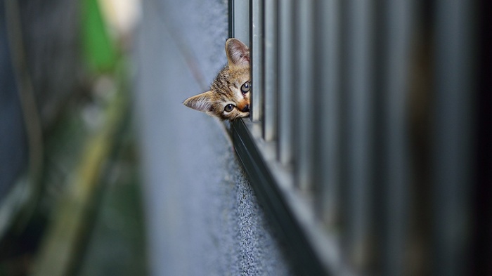 Kitten peeking through a fence