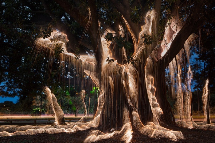 Light painting on a large tree with aerial roots at night