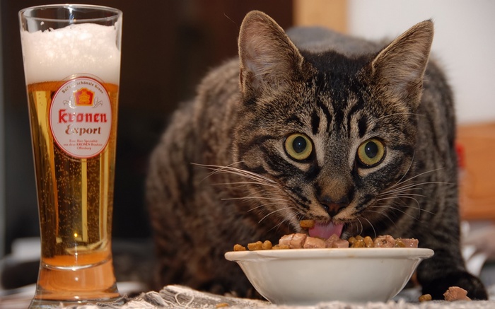 Cat eating food next to a glass of Kronen Export beer