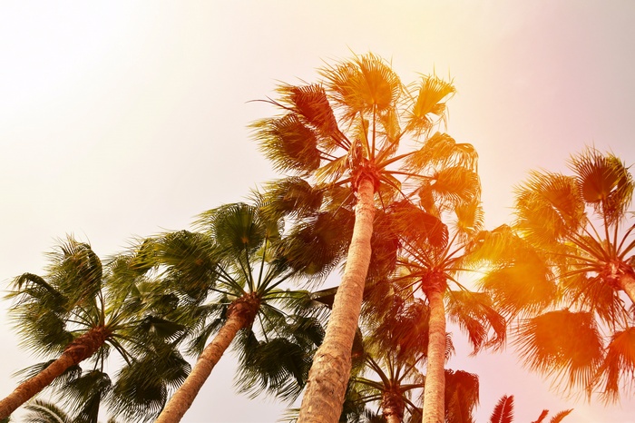 Palm trees against a bright sky with lens flare