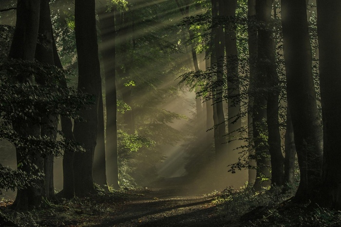 Sun rays filtering through a misty forest path in the Netherlands