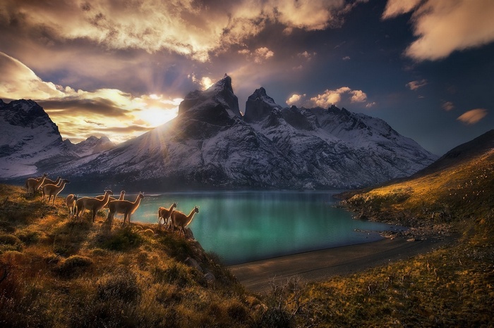 Guanacos by a lake with mountains at sunset in Torres del Paine