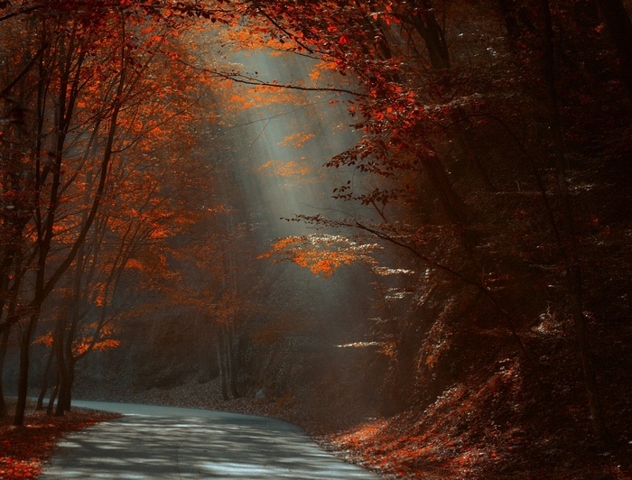 Sun rays filtering through autumn trees onto a forest road