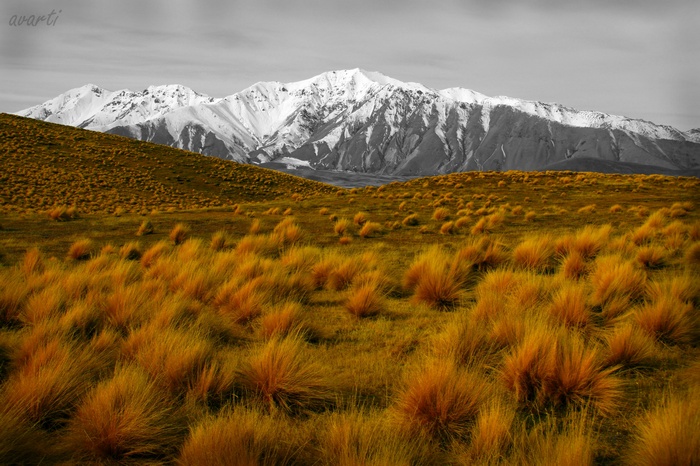 Golden grass plains with snow-capped mountains in the background