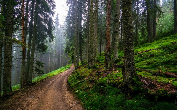 Dirt road through a green forest with mist