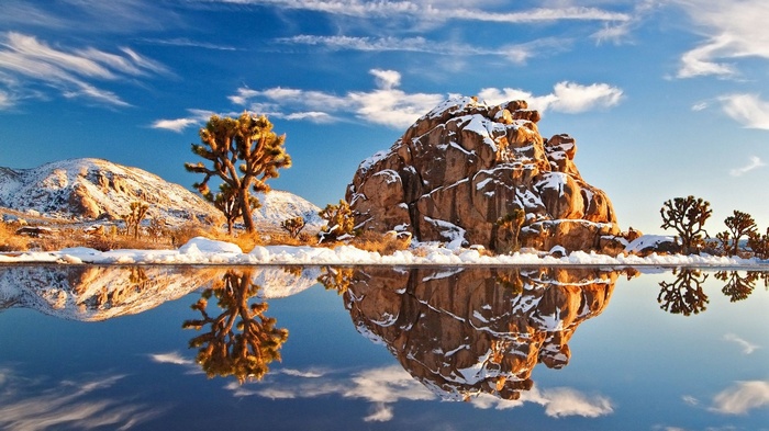 Joshua trees and rocks reflected in a lake with snow