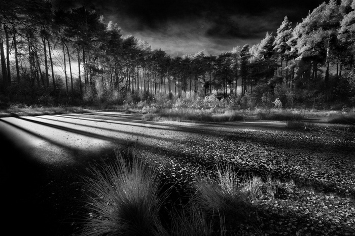 Monochrome forest landscape with long shadows