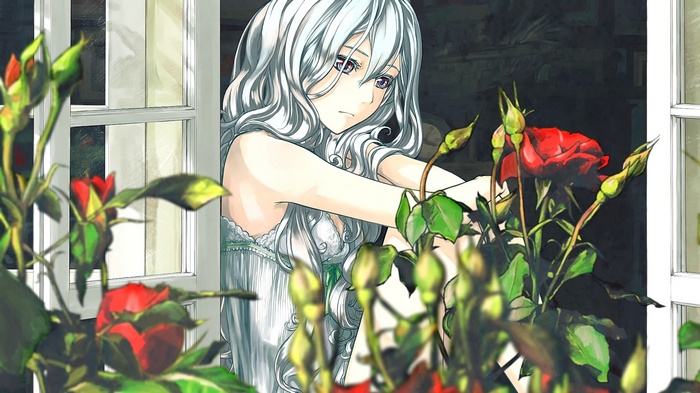 Anime girl with silver hair by the window with roses