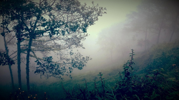 Misty forest with trees and shrubs