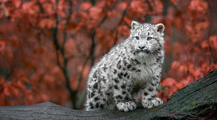 Baby snow leopard sitting on a log in autumn