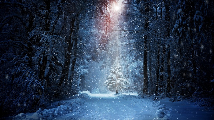 Snowy forest path with sunlight filtering through trees