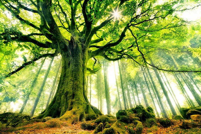 landscape, branch, Sun, forest, trees, moss, nature, sun rays, leaves