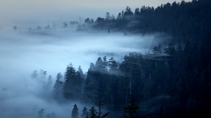 Misty forest with pine trees in the morning