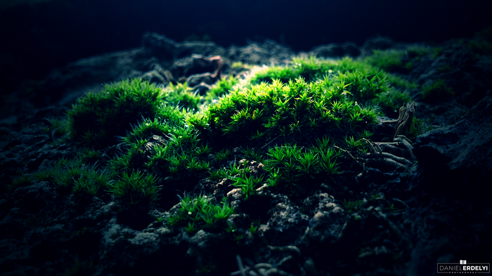 Macro photography of vibrant green moss on dark soil