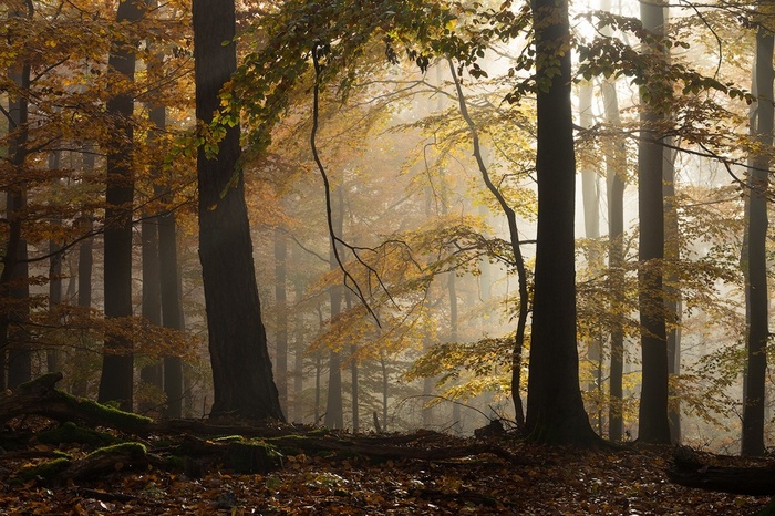 Misty forest in Germany with yellow leaves and sunlight
