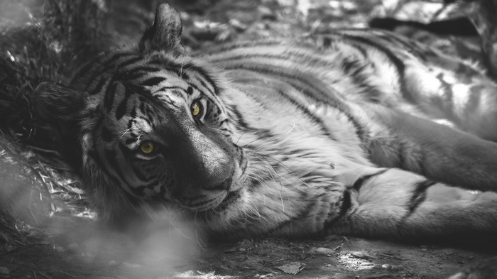 Tiger with selective coloring lying down