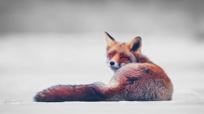 A red fox rests in the snow