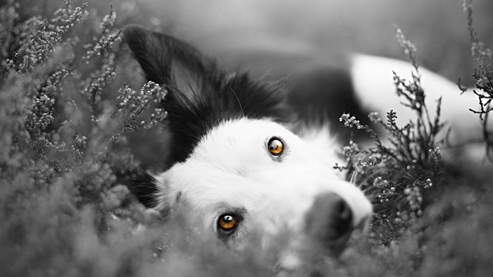 Border Collie dog lying in heather