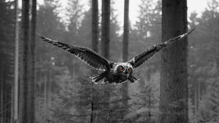 Owl flying in a forest with selective coloring