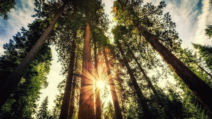 Sunlight shining through tall redwood trees