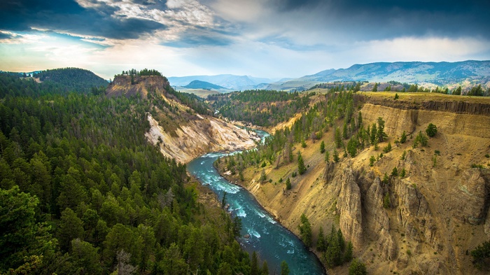 Yellowstone River flowing through a canyon with pine forests