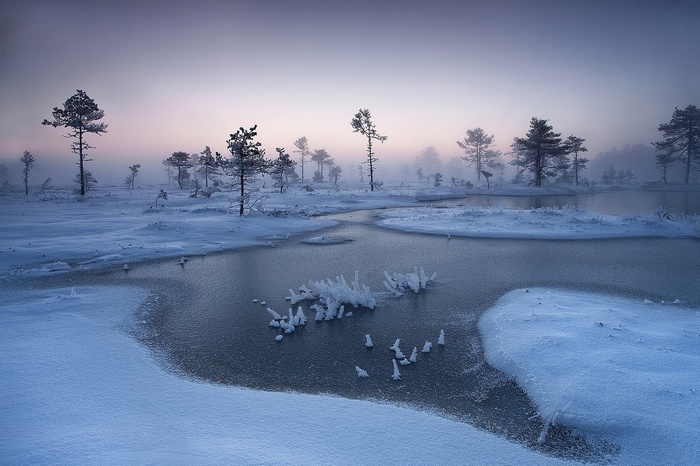 Winter swamp landscape with frozen river and trees in mist