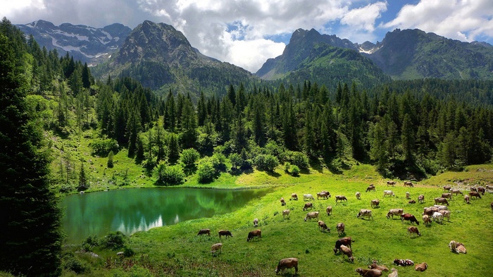 Cows grazing in a mountain meadow by a lake in the Alps