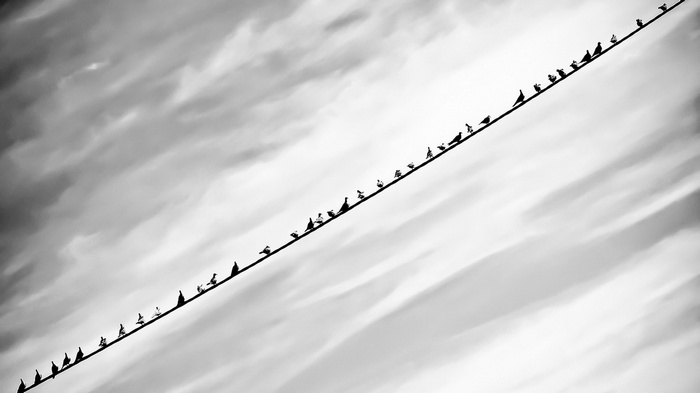 monochrome, black, nature, white, minimalism, birds, clouds