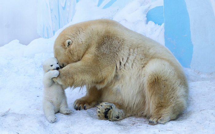 Polar bear mother and cub in the snow