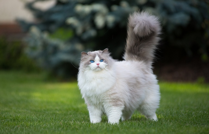 Ragdoll cat with blue eyes on grass