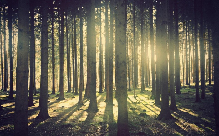 Sunlight filtering through a dense forest