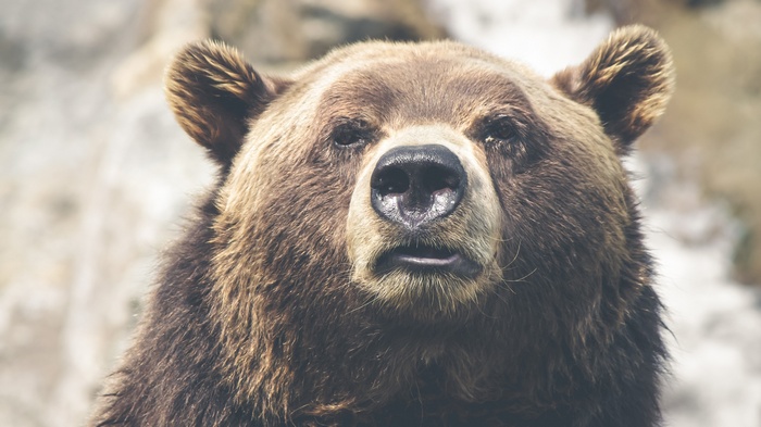 Close-up of a brown bear's face