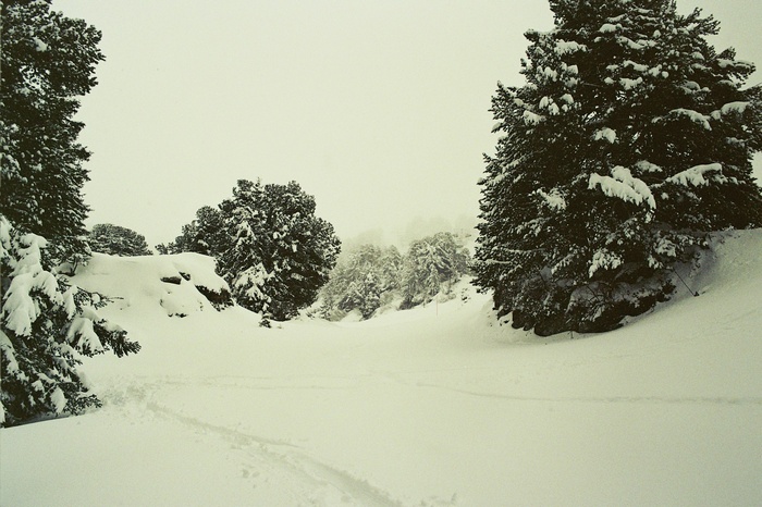 Snowy forest landscape with pine trees