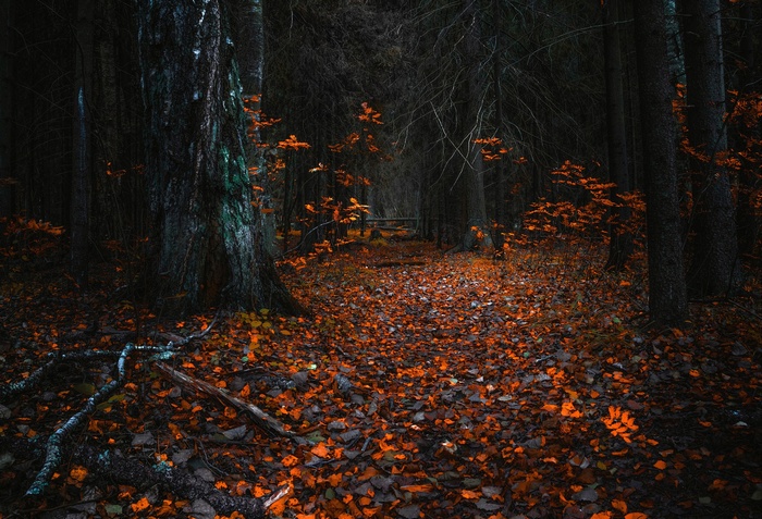 A dark forest path covered in orange leaves