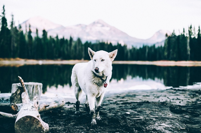 White Siberian Husky by a lake with mountains