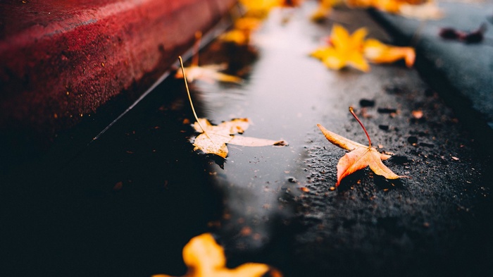 Autumn leaves on a wet surface
