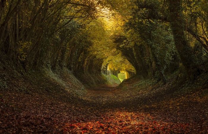 Sunlight filters through a tree tunnel path covered in leaves